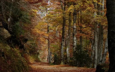 Parque natural Sierra de Cebollera